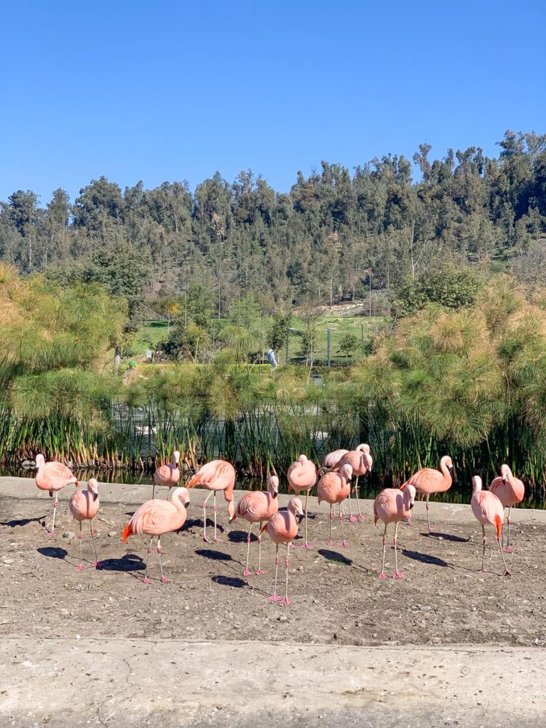 Parque-Bicentennial-Flamingos