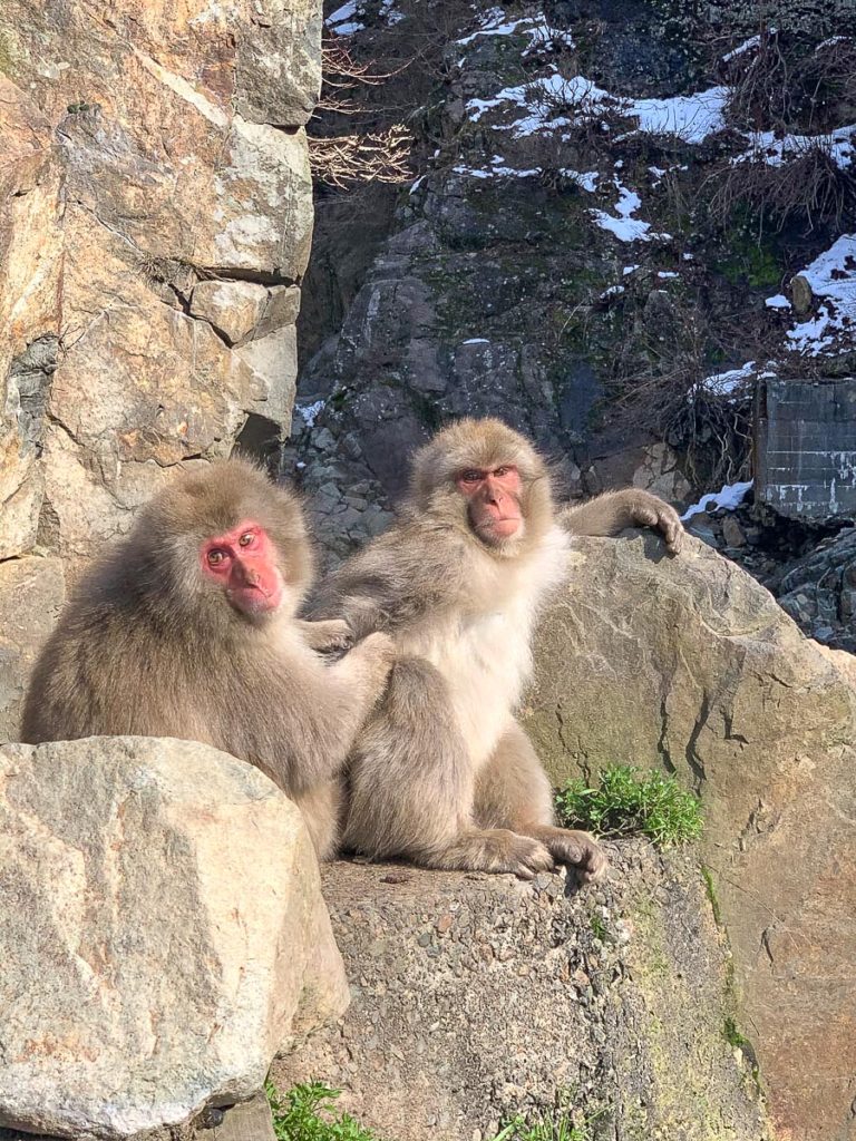 japanese-snow-monkeys