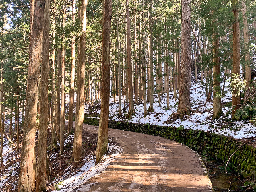 jigokudani-snow-monkey-park-forest-trail
