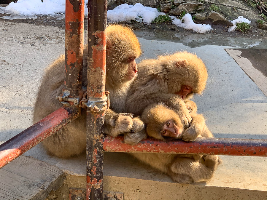 japanese-snow-monkeys