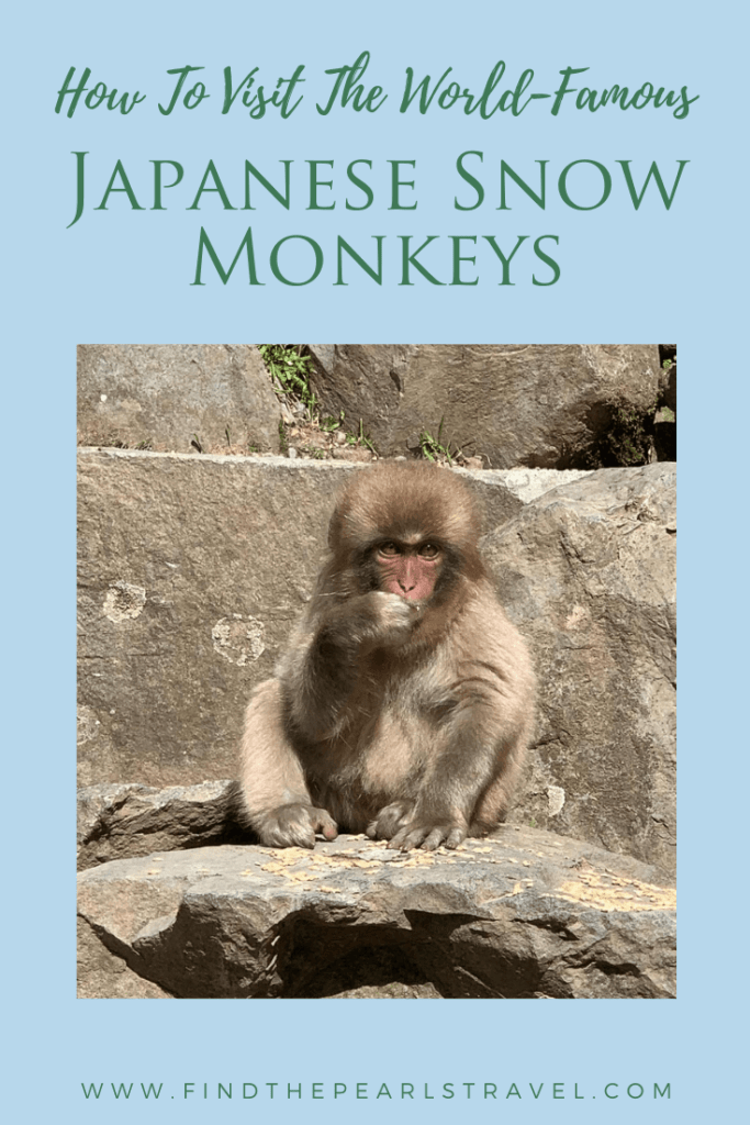 snow-monkeys-jigukudani-park-japan